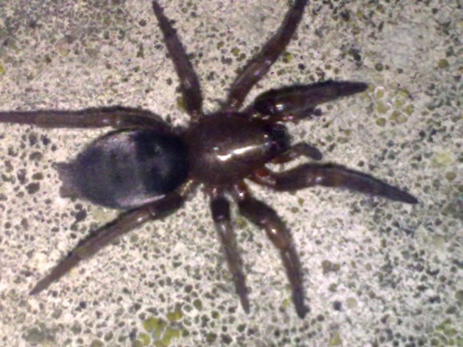 Scotophaeus sp.